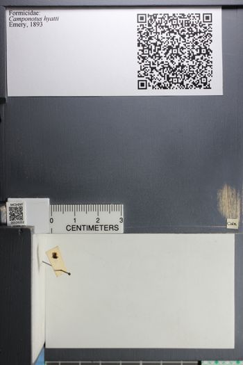 Media type: image; Entomology 526252